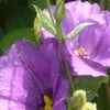 Tulip Gentian, Lisianthus