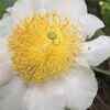Flowers of the Snuff Box Tree