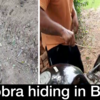 Article image for: Odisha: 4-foot long Indian cobra rescued from bike