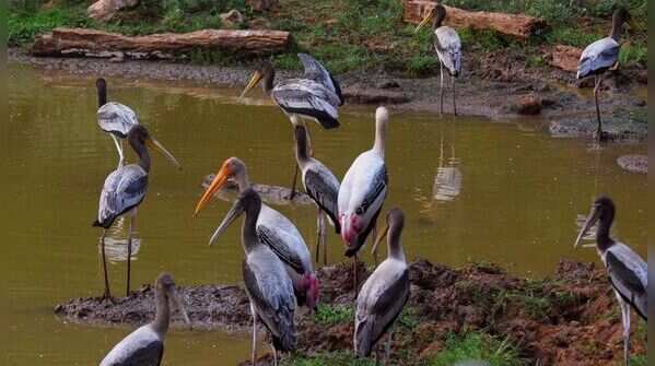 Bird watching at Vizag