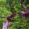 Eagles fight in vizag