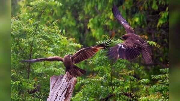Eagles fight in vizag