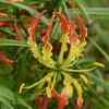 plant in Uttarakhand