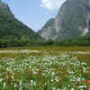 Uttarakhand, Valley of Flowers