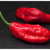 ​Bhut Jholakia Chilli