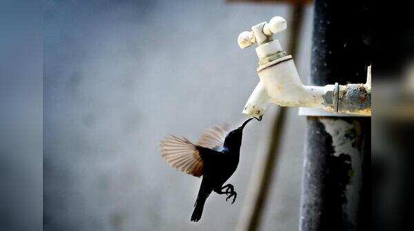 Purple Sunbird drinks water dripping from a tap