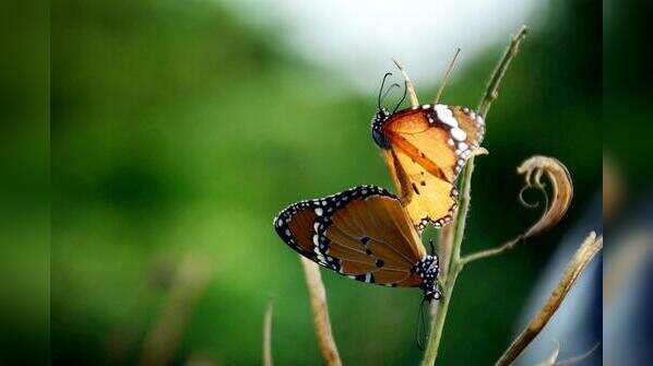 Colourful butterflies