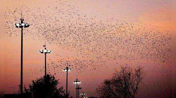 Rosy starling