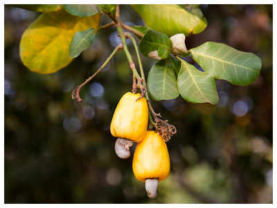 Delicious Fact: Why Cashew nuts so expensive and everything about its risky extraction | The Times of India