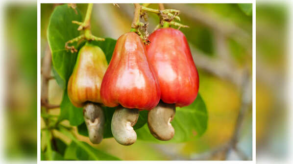 Processing of cashews