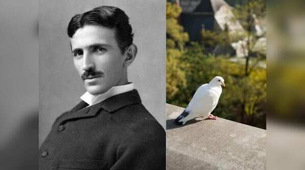 Love Tales #3: Tesla and the Pigeon