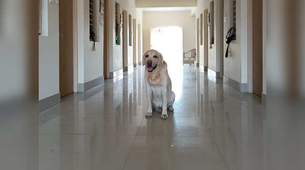 Photos: CISF dog squad's plush AC home with swimming pool