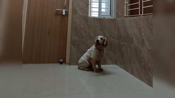 Photos: CISF dog squad's plush AC home with swimming pool