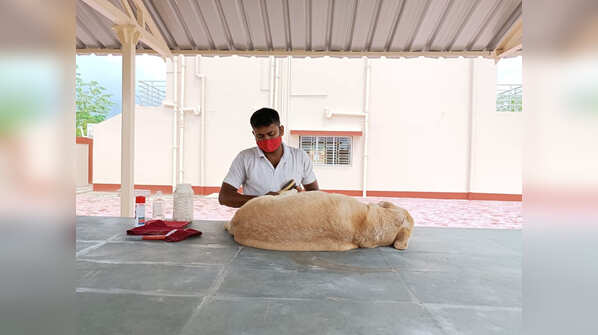 Photos: CISF dog squad's plush AC home with swimming pool
