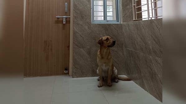 Photos: CISF dog squad's plush AC home with swimming pool