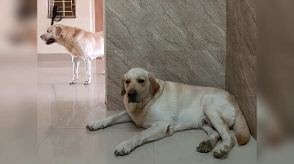 CISF dog squad's plush AC home with swimming pool