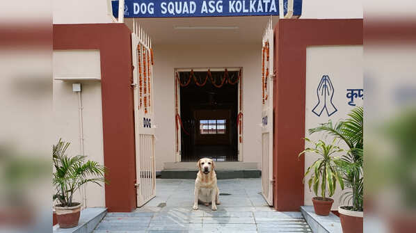 Photos: CISF dog squad's plush AC home with swimming pool
