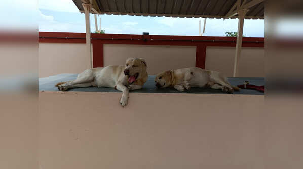 Photos: CISF dog squad's plush AC home with swimming pool