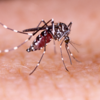 Dengue