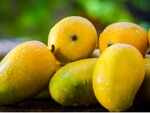 Types of mangoes