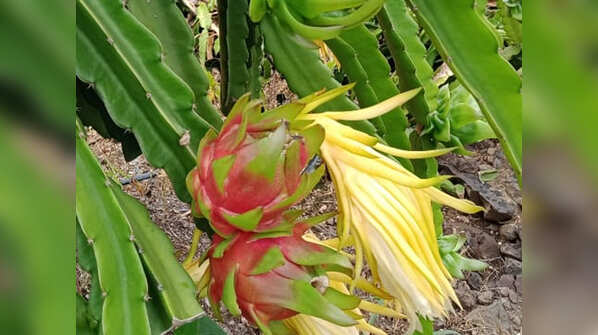 Photos: Two Sangli farmers' dragon fruit exported to Dubai