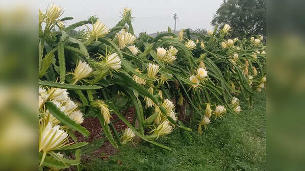 Photos: Two Sangli farmers' dragon fruit exported to Dubai