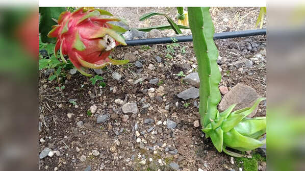 Photos: Two Sangli farmers' dragon fruit exported to Dubai