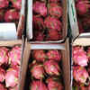 Photos: Two Sangli farmers' dragon fruit exported to Dubai