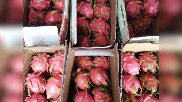 Photos: Two Sangli farmers' dragon fruit exported to Dubai