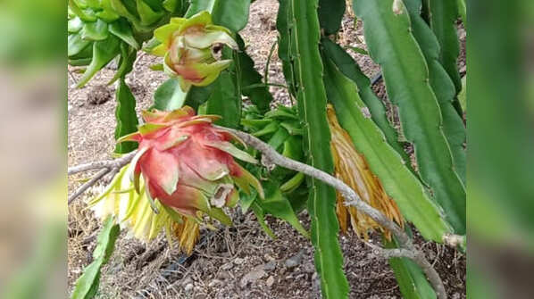 Photos: Two Sangli farmers' dragon fruit exported to Dubai