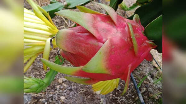Photos: Two Sangli farmers' dragon fruit exported to Dubai