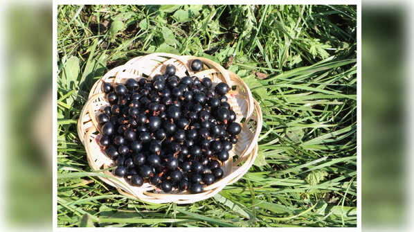 Kusum - A Microberry