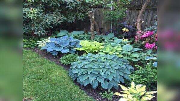 Know your plants