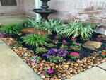 Feed the plants properly