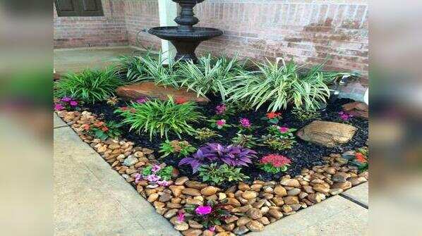 Feed the plants properly
