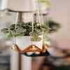 Plants attract good luck