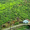 Article image for: Check out our latest images of <i class="tbold">wayanad</i>