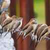 ​Silverbill birds