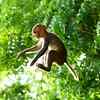 Monkey jumping on a tree