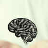 Article image for: Improves <i class="tbold">brain health</i>
