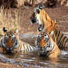 Article image for: See the latest photos of <i class="tbold">ranthambore national park</i>