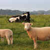 Article image for: How many diseases are transmitted from animals to human?