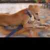 Article image for: Sayantani-Indranil adopts an Indie dog amid pandemic