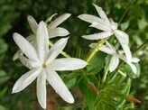 Easily found flowers that can be offered to deities
