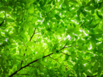 ​Green