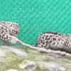 Article image for: Cute! Growing cubs of <i class="tbold">snow leopard</i>, Zima spotted playing together