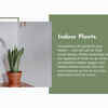 Article image for: This is why indoor plants can make you feel better