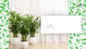 Indoor plants that are air purifiers