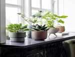 Plants