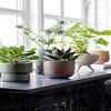 Plants